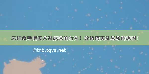 怎样改善博美犬乱尿尿的行为！分析博美乱尿尿的原因！