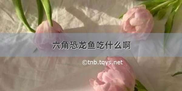 六角恐龙鱼吃什么啊