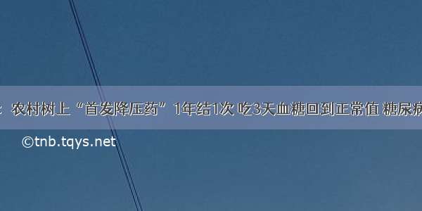 医院下令：农村树上“首发降压药”1年结1次 吃3天血糖回到正常值 糖尿病不攻自破