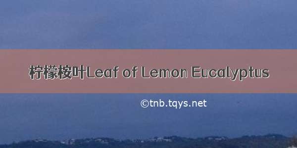 柠檬桉叶Leaf of Lemon Eucalyptus