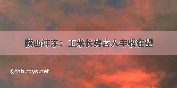 陕西沣东：玉米长势喜人丰收在望