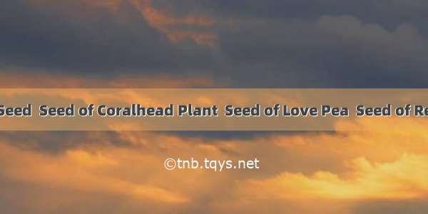 相思子Coralhead Plant Seed  Seed of Coralhead Plant  Seed of Love Pea  Seed of Redbead Vine  Seed of Ro