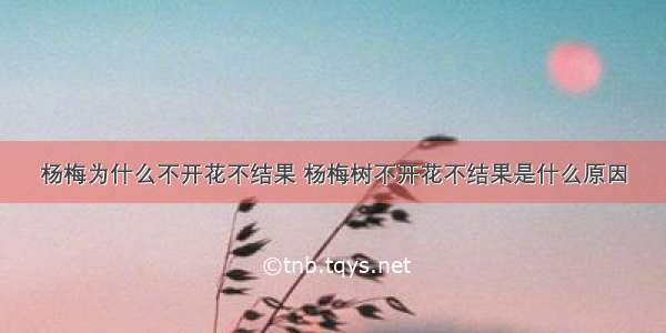 杨梅为什么不开花不结果 杨梅树不开花不结果是什么原因