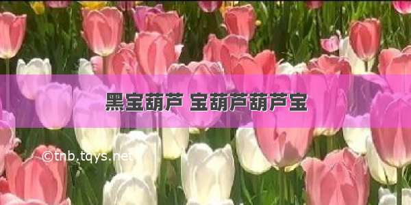 黑宝葫芦 宝葫芦葫芦宝