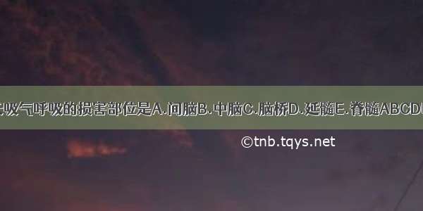 长吸气呼吸的损害部位是A.间脑B.中脑C.脑桥D.延髓E.脊髓ABCDE