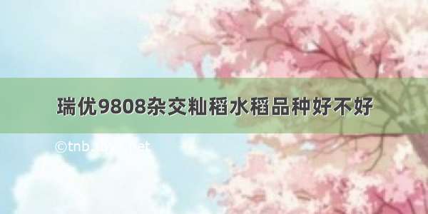 瑞优9808杂交籼稻水稻品种好不好