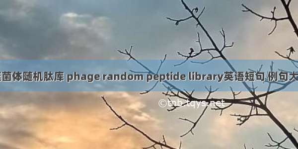 噬菌体随机肽库 phage random peptide library英语短句 例句大全