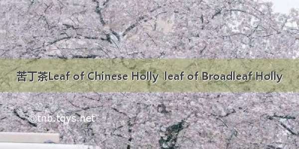 苦丁茶Leaf of Chinese Holly  leaf of Broadleaf Holly