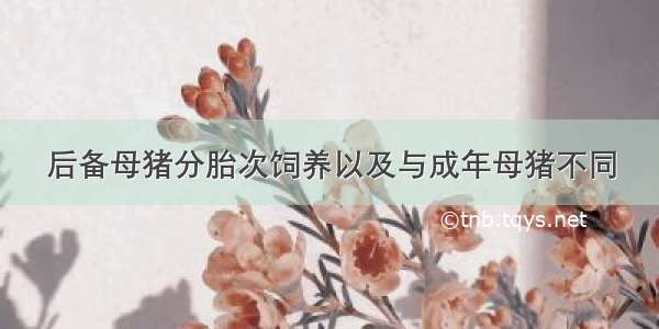 后备母猪分胎次饲养以及与成年母猪不同