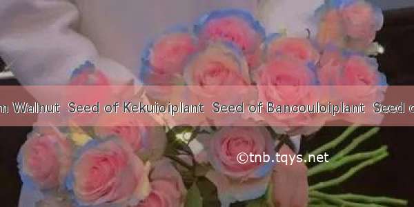 石栗子Seed of Belgaum Walnut  Seed of Kekuioiplant  Seed of Bancouloiplant  Seed of Lumbangoilplant  Se