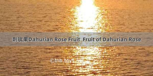 刺玫果Dahurian Rose Fruit  Fruit of Dahurian Rose