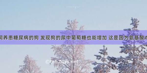 用氨基酸饲养患糖尿病的狗 发现狗的尿中葡萄糖也能增加 这是因为氨基酸A.通过脱氨