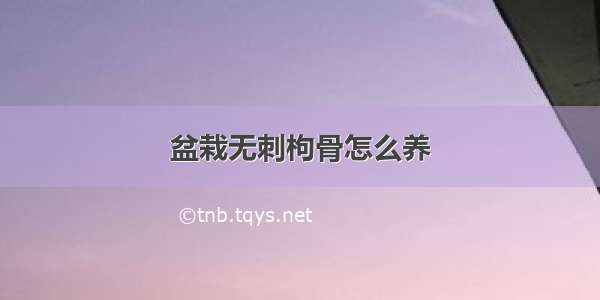 盆栽无刺枸骨怎么养