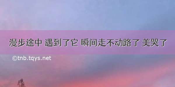 漫步途中 遇到了它 瞬间走不动路了 美哭了