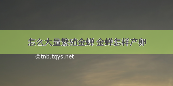 怎么大量繁殖金蝉 金蝉怎样产卵