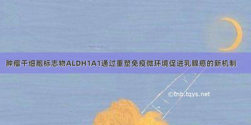 肿瘤干细胞标志物ALDH1A1通过重塑免疫微环境促进乳腺癌的新机制