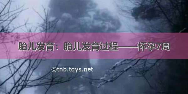 胎儿发育：胎儿发育过程——怀孕7周