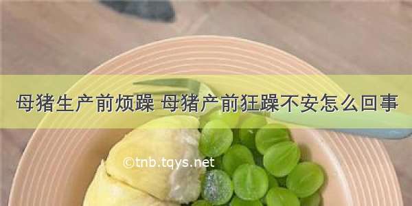 母猪生产前烦躁 母猪产前狂躁不安怎么回事