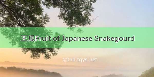 王瓜Fruit of Japanese Snakegourd