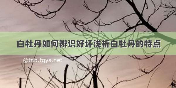 白牡丹如何辨识好坏浅析白牡丹的特点