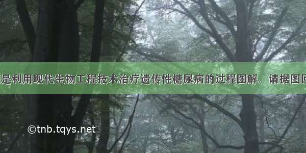 （7分）下图是利用现代生物工程技术治疗遗传性糖尿病的过程图解。请据图回答：（1）图