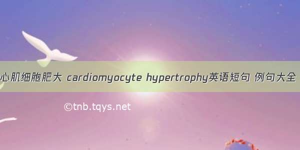 心肌细胞肥大 cardiomyocyte hypertrophy英语短句 例句大全