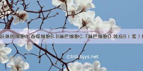 产生抗体的细胞A.吞噬细胞B.B淋巴细胞C.T淋巴细胞D.效应B（浆）细胞