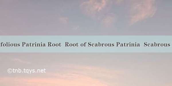 墓头回Diversifolious Patrinia Root  Root of Scabrous Patrinia  Scabrous Patrinia Root