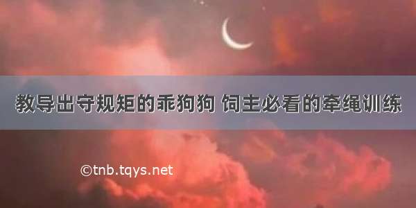 教导出守规矩的乖狗狗 饲主必看的牵绳训练