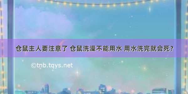 仓鼠主人要注意了 仓鼠洗澡不能用水 用水洗完就会死？