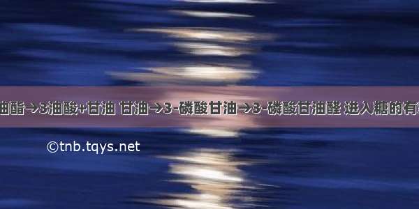 三油酸甘油酯→3油酸+甘油 甘油→3-磷酸甘油→3-磷酸甘油醛 进入糖的有氧氧化. 油