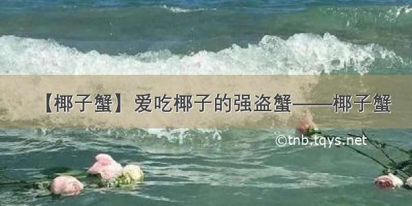 【椰子蟹】爱吃椰子的强盗蟹——椰子蟹