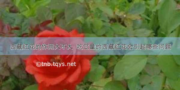 西藏红花的作用大不大  吃过量的西藏红花会引起哪些问题