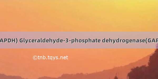 三磷酸甘油醛脱氢酶(GAPDH) Glyceraldehyde-3-phosphate dehydrogenase(GAPDH)英语短句 例句大全