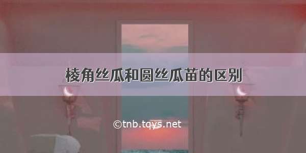 棱角丝瓜和圆丝瓜苗的区别