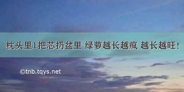 枕头里1把芯扔盆里 绿萝越长越疯 越长越旺！