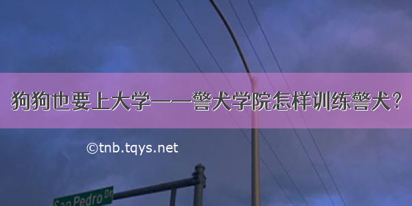 狗狗也要上大学——警犬学院怎样训练警犬？