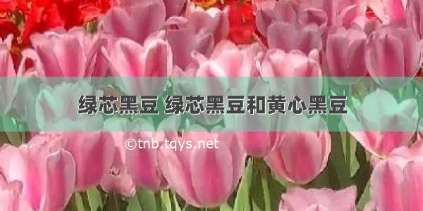 绿芯黑豆 绿芯黑豆和黄心黑豆