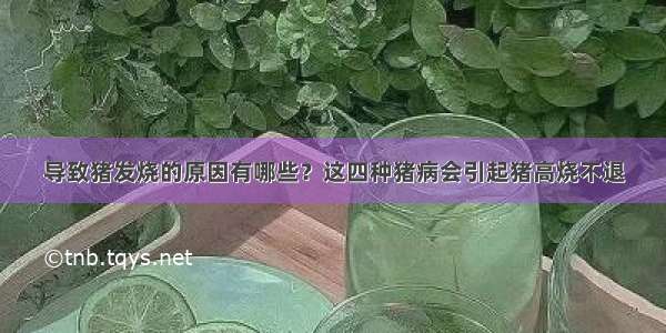 导致猪发烧的原因有哪些？这四种猪病会引起猪高烧不退