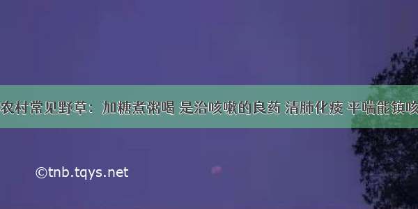 农村常见野草：加糖煮粥喝 是治咳嗽的良药 清肺化痰 平喘能镇咳