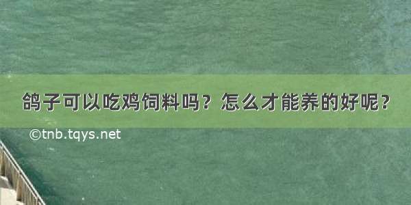 鸽子可以吃鸡饲料吗？怎么才能养的好呢？