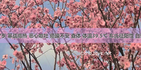 患儿 7岁 寒战高热 恶心呕吐 烦躁不安 查体 体温39.5℃ 布氏征阳性 白细胞数