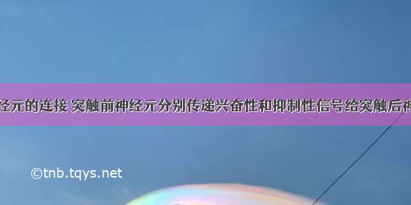 模拟两个神经元的连接 突触前神经元分别传递兴奋性和抑制性信号给突触后神经元（神经