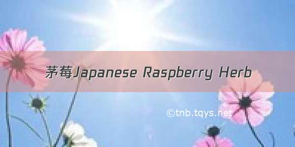 茅莓Japanese Raspberry Herb