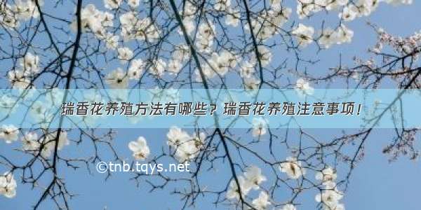 瑞香花养殖方法有哪些？瑞香花养殖注意事项！