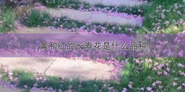 黄和红的长寿花是什么品种