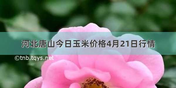 河北唐山今日玉米价格4月21日行情