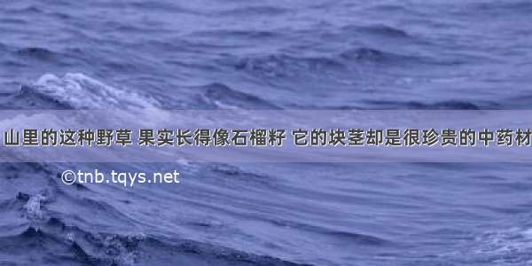 山里的这种野草 果实长得像石榴籽 它的块茎却是很珍贵的中药材