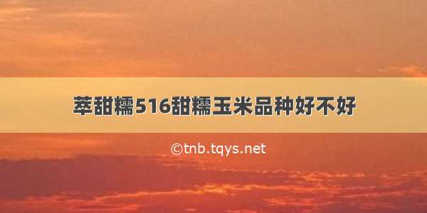 萃甜糯516甜糯玉米品种好不好