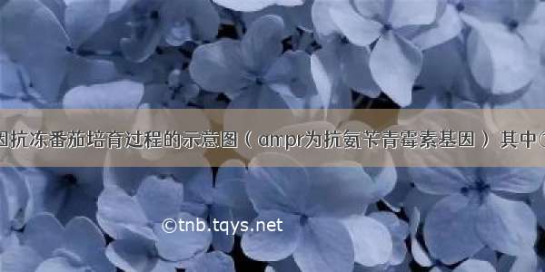 下图是转基因抗冻番茄培育过程的示意图（ampr为抗氨苄青霉素基因） 其中①。④表示相